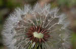 Common dandelion